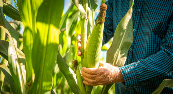 Corn Farm Secured with Farm Insurance